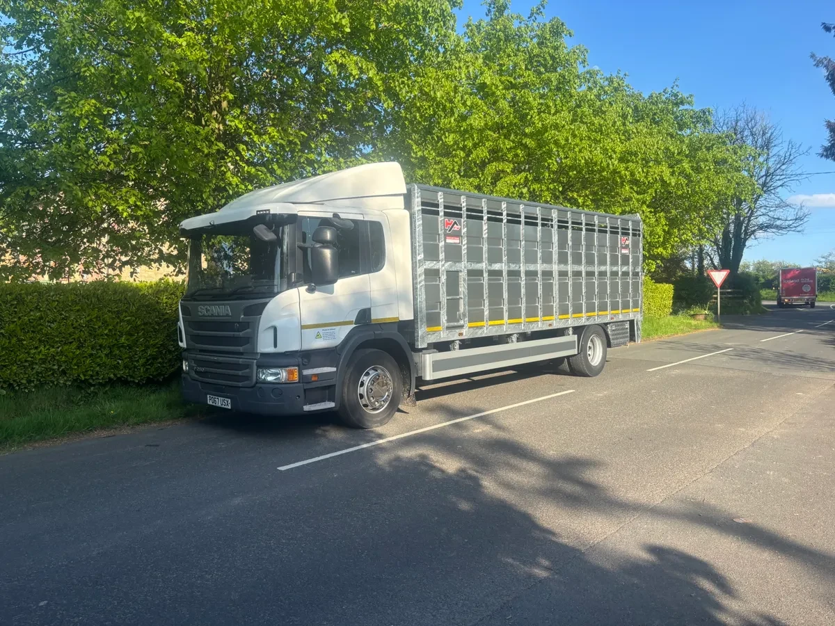 Scania p250 cattle lorry
